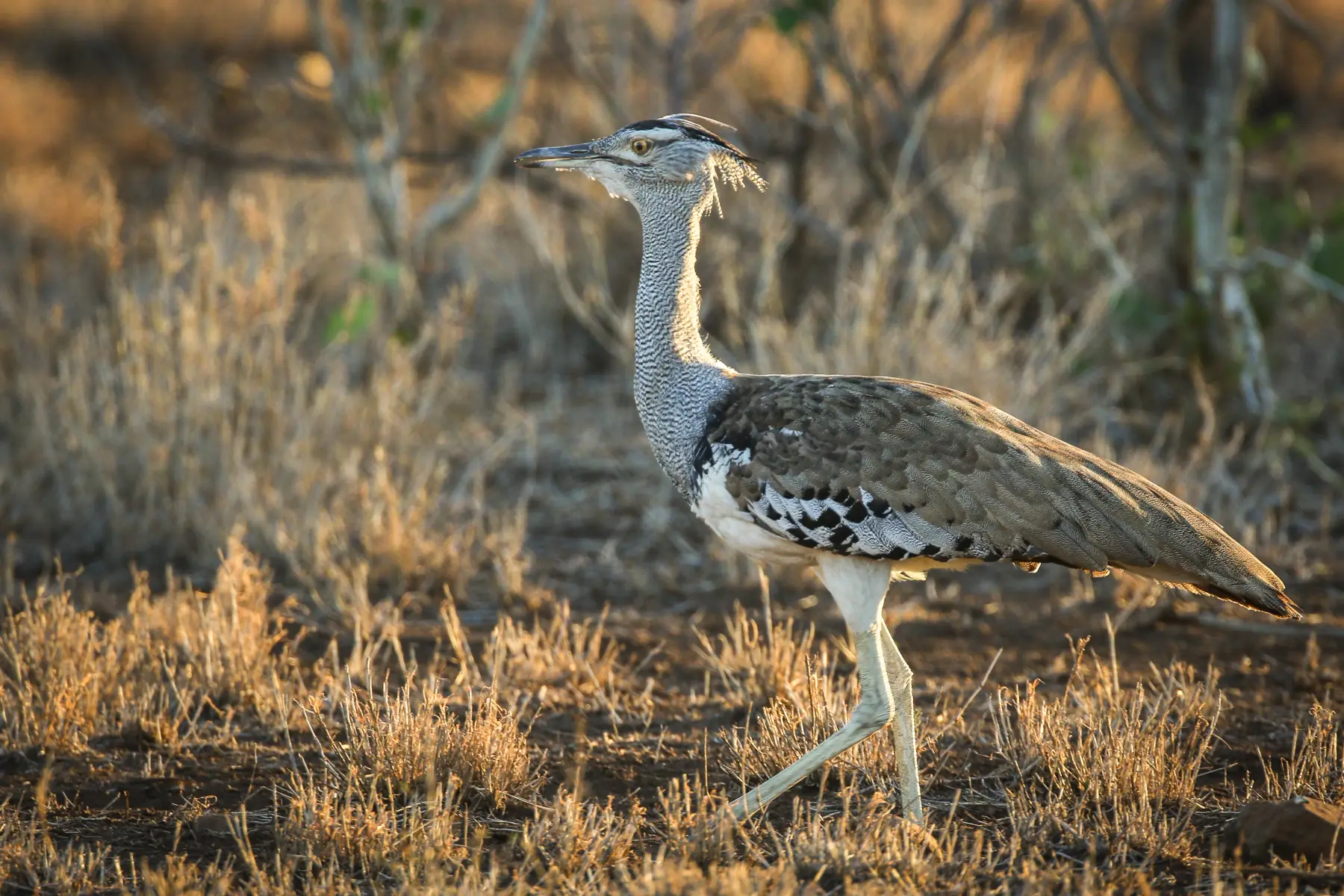 Kori bustard in grassland